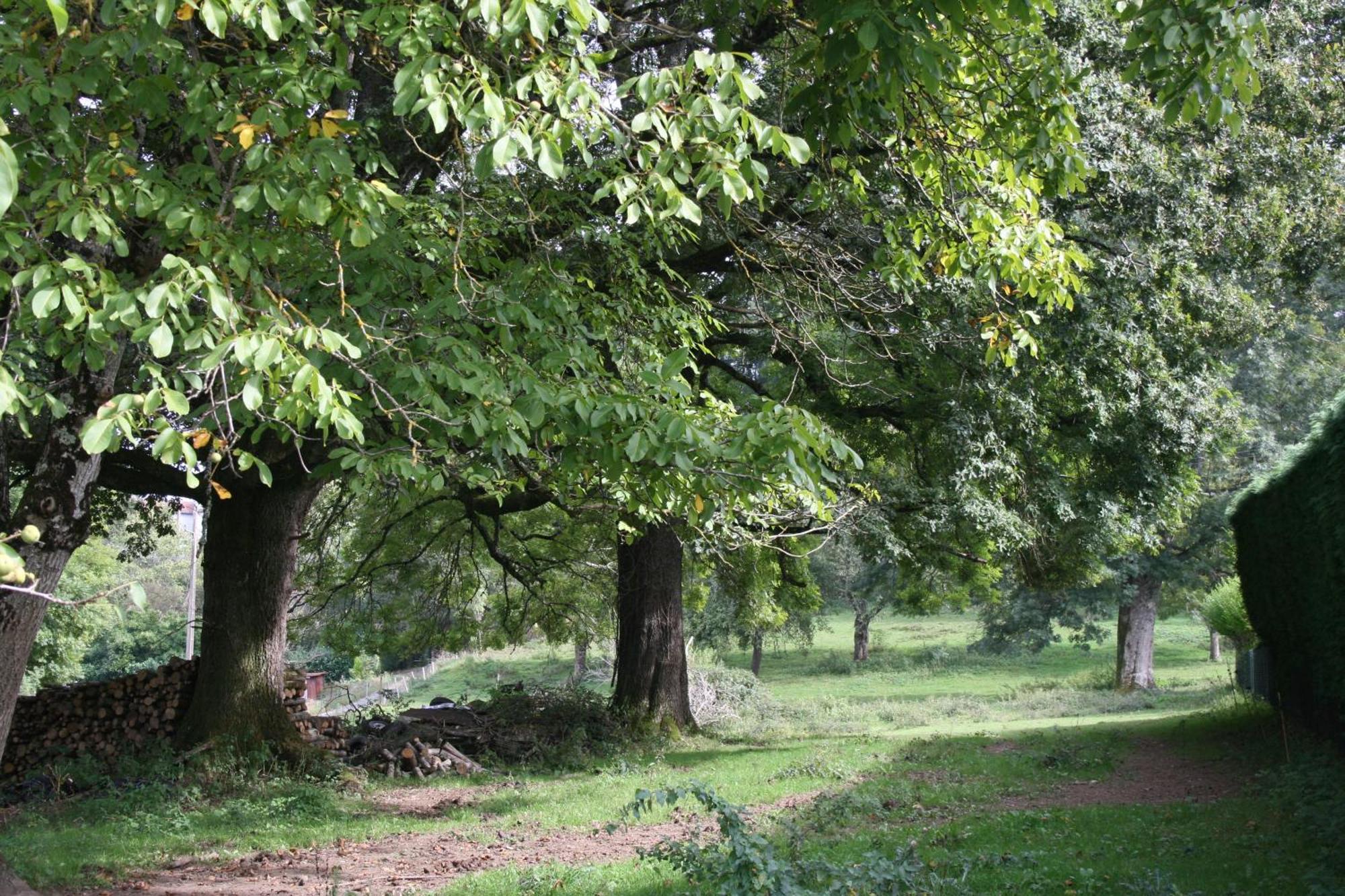 Domaine De Romefort Saint-Léonard-de-Noblat Екстериор снимка